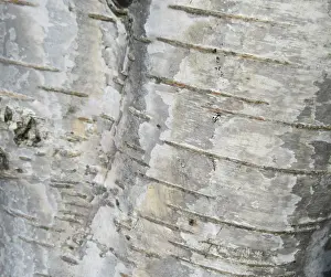 Nature Photography Holland Prints: Detail of birch tree in the Netherlands