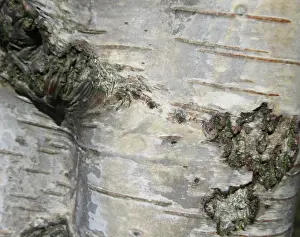 European Birch Species Prints: Detail of birch tree in the Netherlands
