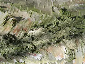 European Birch Tree Prints: Detail of birch tree in the Netherlands