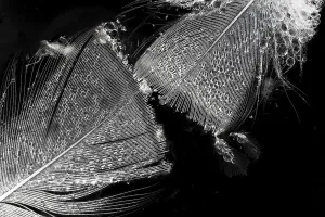 Agami Bird Feathers Print