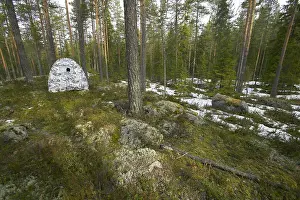 Bird Photography In Europe Prints: Bird hide standing at forest