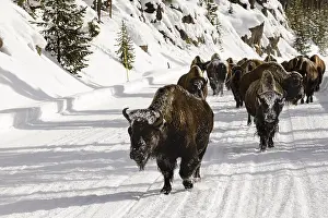 Bison Print, Yellowstone Landscape