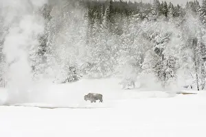 Bison In Winter Prints: Bison, Bison bison