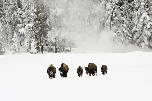 Bison In Winter Prints: Bison, Bison bison