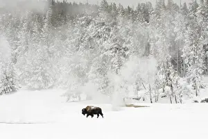 Bison In Winter Prints: Bison, Bison bison