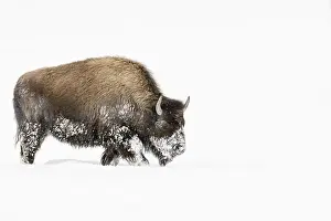 Bison In Snow Prints: Bison, Bison bison