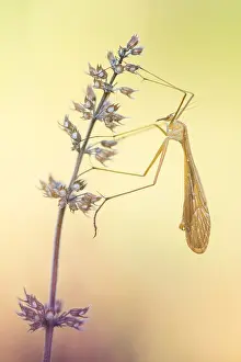 Baden Wurttemberg Fauna Prints: Bittacus italicus