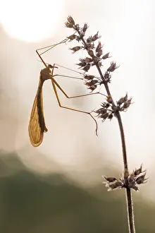 Agami Print of Bittacus italicus Imago, Germany