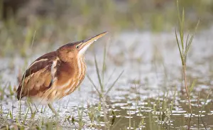 North America Nature Photos Prints: Least Bittern, Ixobrychus exilis