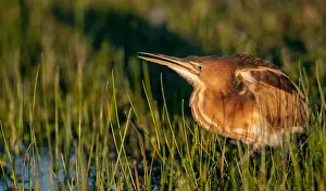 Framed Print : Least Bittern Print - Swamp Perched Adult Framed Print : Least Bittern Print - Swamp Perched Adult