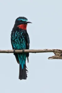 Agami Print: Black Bee-eater in Ghanaian Rainforest Canopy