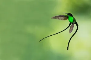 Black-billed Streamertail, Trochilus scitulus