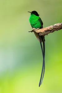 Agami Print of Jamaican Endemic Black-billed Streamertail (Trochilus scitulus)