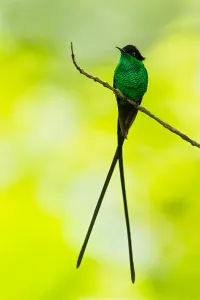 Black-billed Streamertail Print - Jamaican Endemic (Trochilus scitulus)