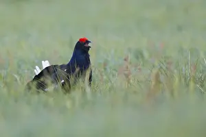 Finnish Wildlife Prints: Black Grouse