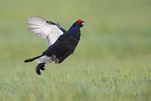 Phasianidae Family Birds Prints: Black Grouse