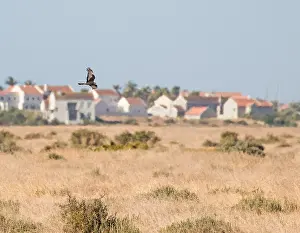 Natural Environment Bird Photos Prints: Black Harrier, Circus maurus