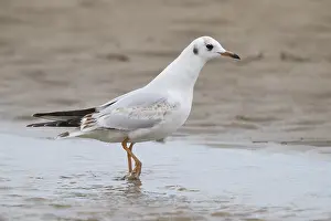 Beach Wildlife Prints: Black-headed Gull