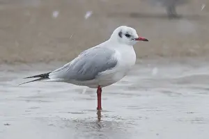 Black Headed Gull Prints: Black-headed Gull