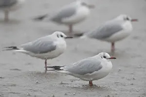Black Headed Gull Prints: Black-headed Gull
