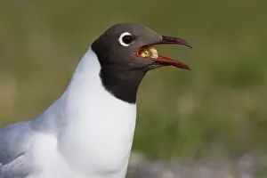 Nature Photography Finland Prints: Black-headed Gull