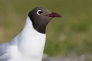 Black Headed Gull Prints: Black-headed Gull