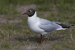 Black Headed Gull Prints: Black-headed Gull