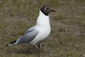 Black Headed Gull Prints: Black-headed Gull