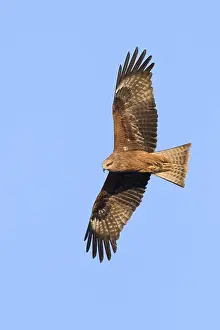 Milvus Migrans Habitat Prints: Black Kite
