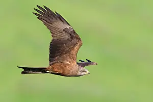 Black Kite Prints: Black Kite