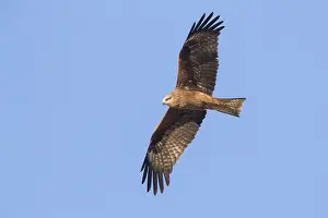 Black Kite Prints: Black Kite