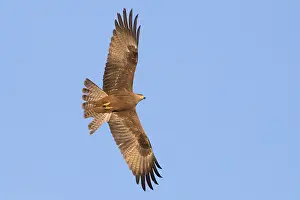 Birds In Flight Europe Prints: Black Kite