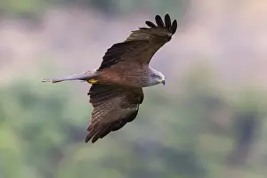 Nature Images Europe Prints: Black Kite