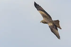 European Raptors Prints: Black Kite in flight