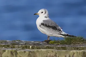 Black Bird Species Prints: Black-legged Kittiwake