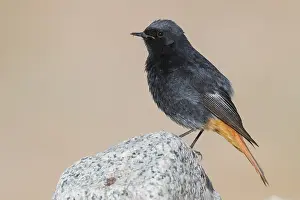 Black Redstart Bird Prints: Black Redstart