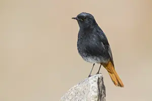 Black Redstart Bird Prints: Black Redstart