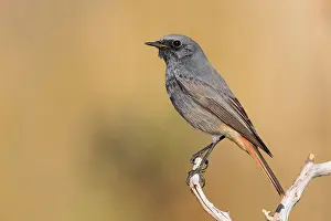 Black Redstart Bird Prints: Black Redstart