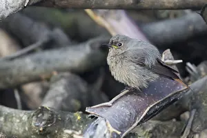 Black Redstart Bird Prints: Black Redstart