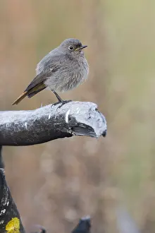 Black Redstart Bird Prints: Black Redstart