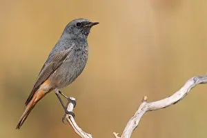 Black Bird Species Prints: Black Redstart