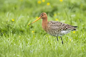 Wader Bird Species Prints: Black-tailed Godwit