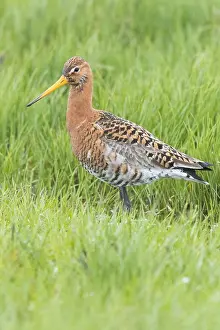 Wader Bird Species Prints: Black-tailed Godwit