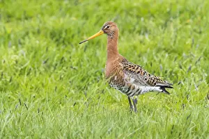 Wader Bird Species Prints: Black-tailed Godwit