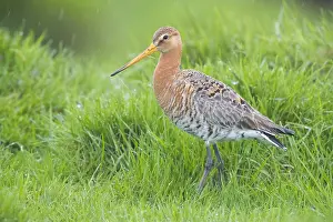 Wader Bird Species Prints: Black-tailed Godwit