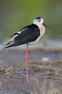 Black Bird Species Prints: Black-winged Stilt