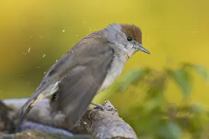 Blackcap Bird Prints: Blackcap