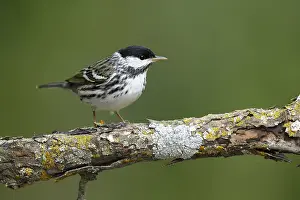 Images Dated 17th April 2017: Blackpoll Warbler Adult Male Print