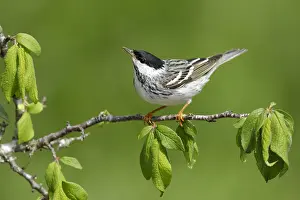Images Dated 17th April 2017: Blackpoll Warbler Adult Male Print