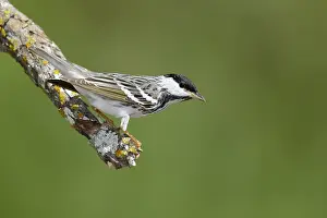 Images Dated 24th April 2017: Blackpoll Warbler Adult Male Print
